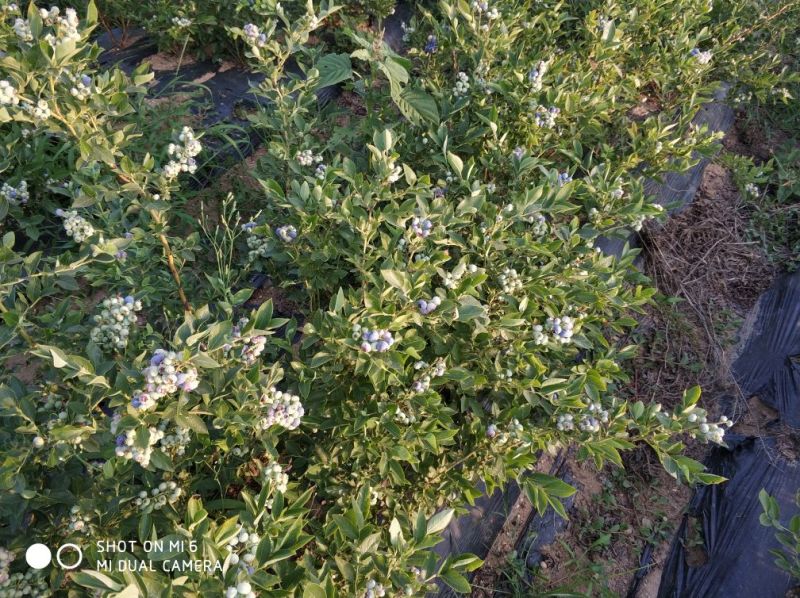 蓝丰蓝莓苗。5年苗带花苞包成活