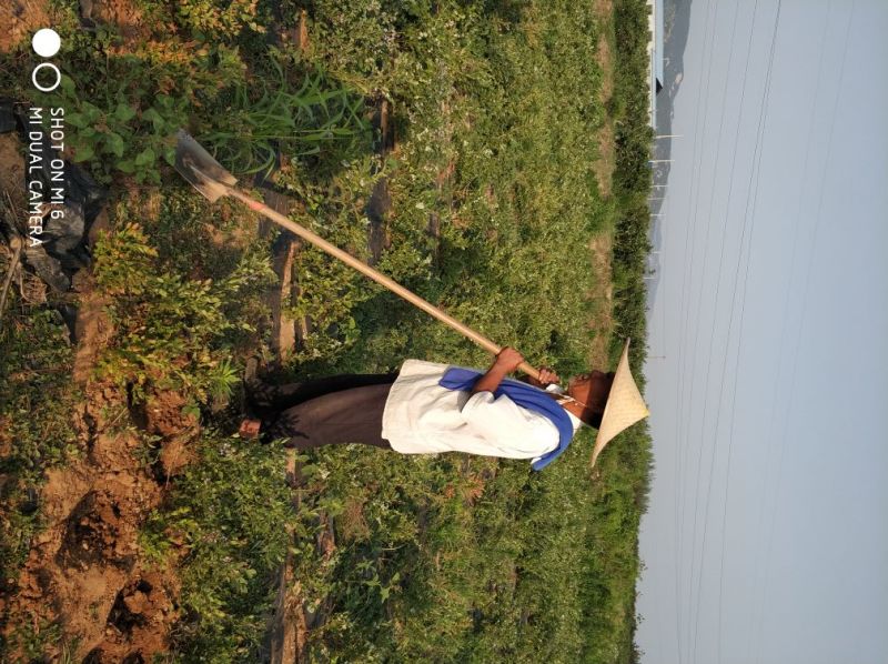 蓝丰蓝莓苗。5年苗带花苞包成活