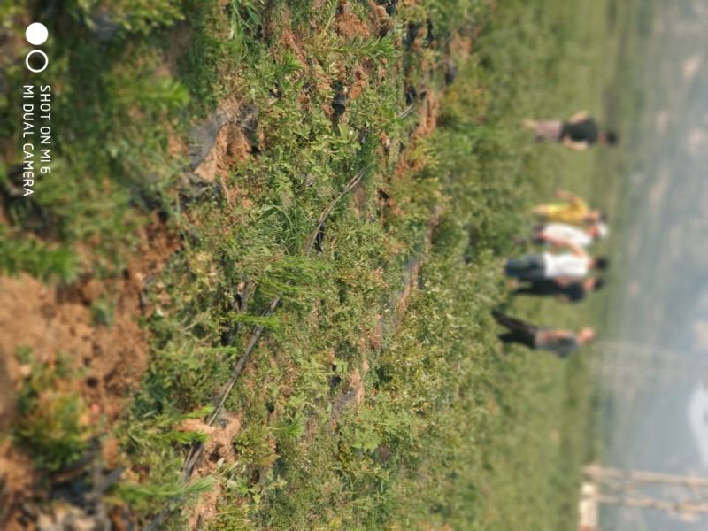 蓝丰蓝莓苗。5年苗带花苞包成活
