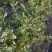 蓝丰蓝莓苗。5年苗带花苞包成活