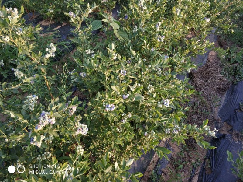蓝丰蓝莓苗。5年苗带花苞包成活