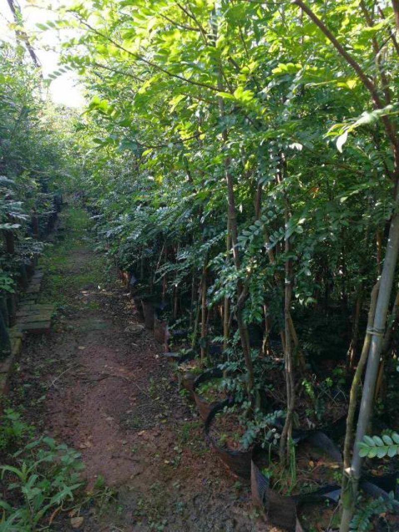 清香木