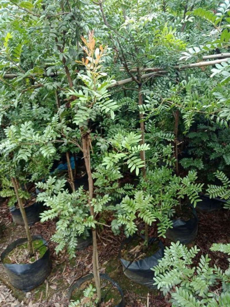 清香木