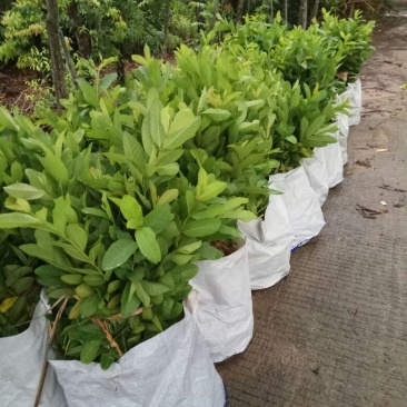 .台湾珍珠番石榴便宜卖1.5元一棵