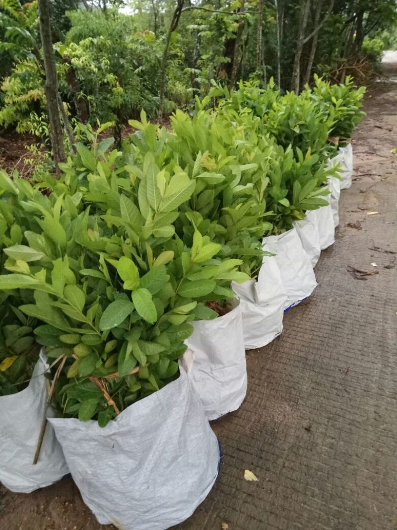 .台湾珍珠番石榴便宜卖1.5元一棵