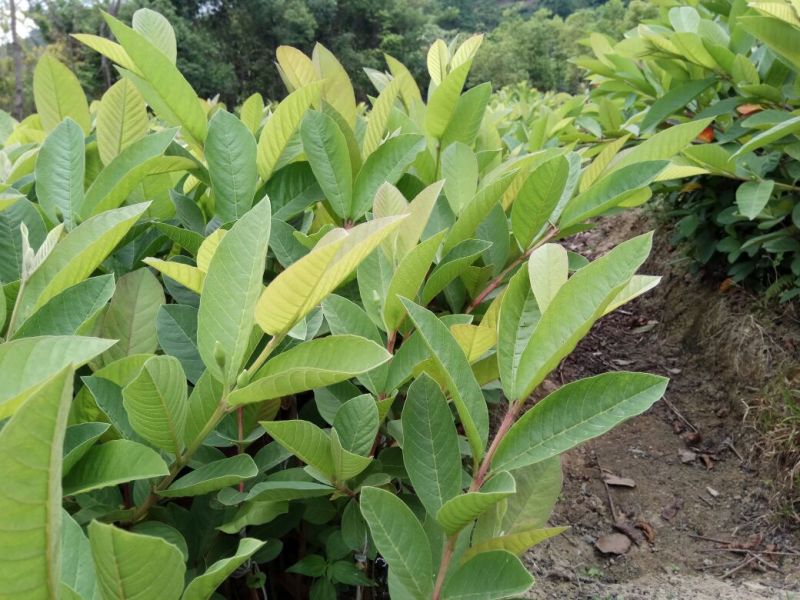 .台湾珍珠番石榴便宜卖1.5元一棵