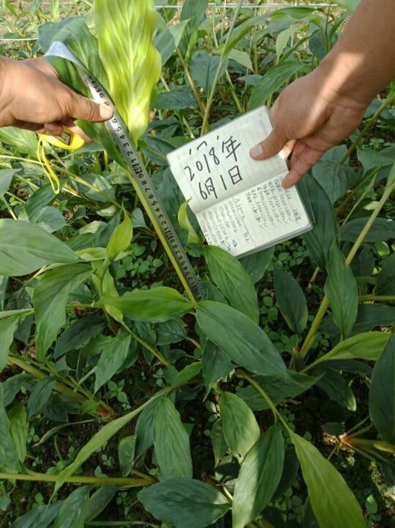 草果苗