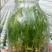 三叉白芨种苗10~20cm