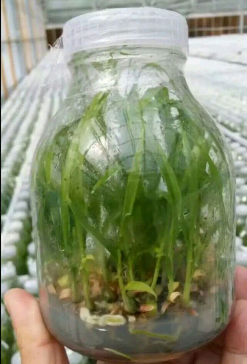 三叉白芨种苗10~20cm