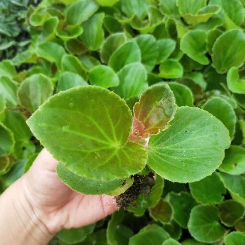 大花海棠种苗