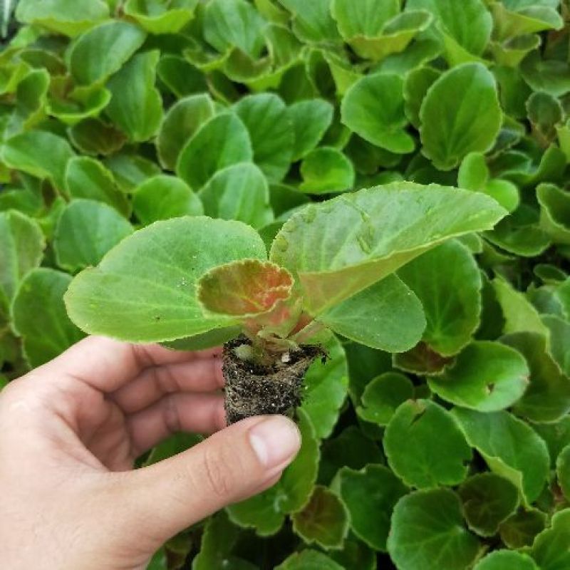 大花海棠种苗