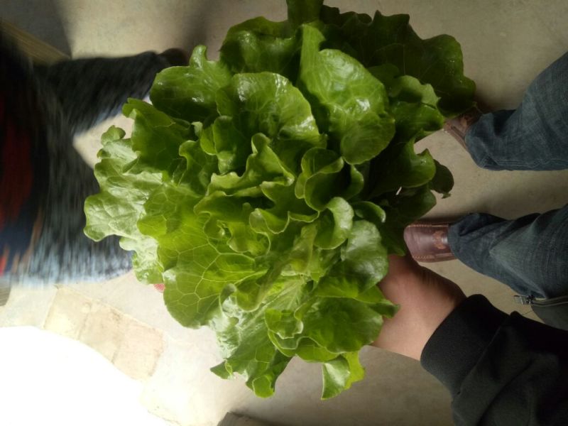 【精品】意大利生菜常年有货，代购代销量大从优