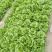 【精品】意大利生菜常年有货，代购代销量大从优