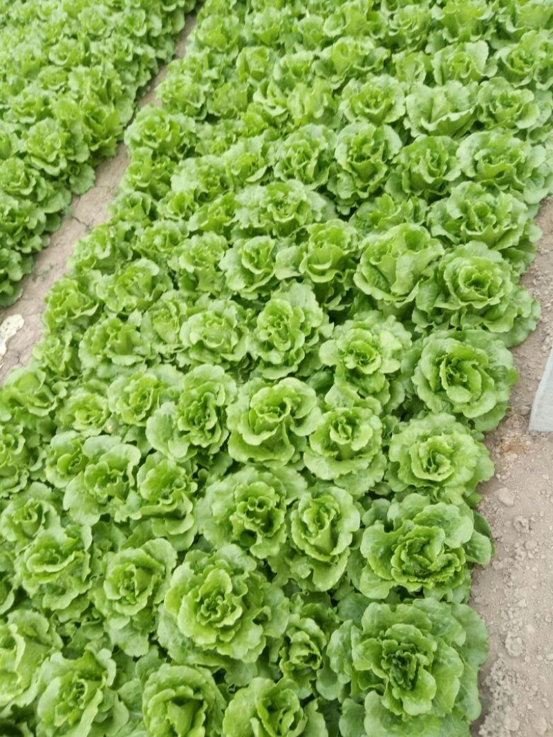 【精品】意大利生菜常年有货，代购代销量大从优