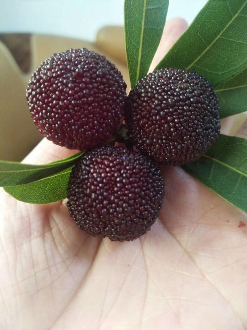慈溪杨梅2~2.5cm
