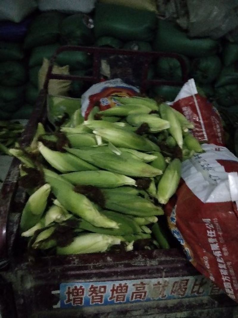 白糯玉米