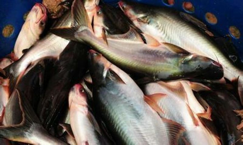 巴沙鱼苗2至3公分