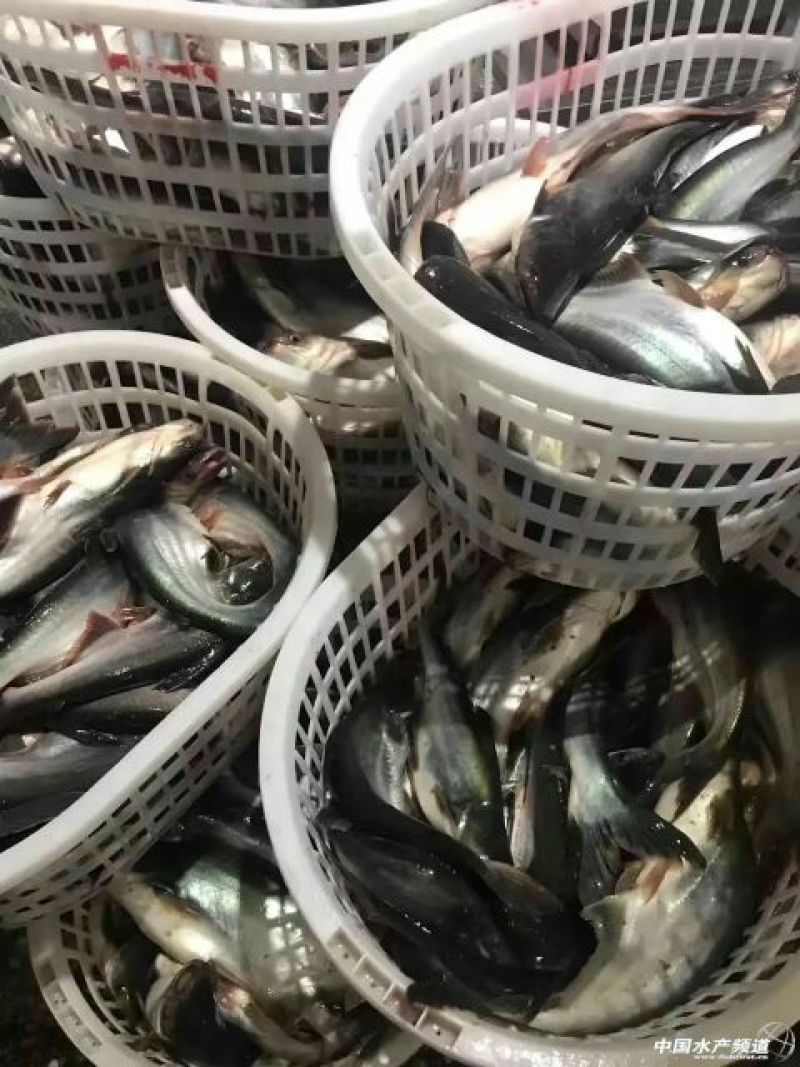 巴沙鱼苗2至3公分