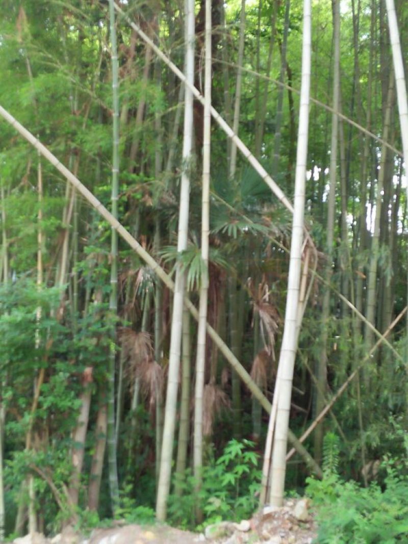 毛竹