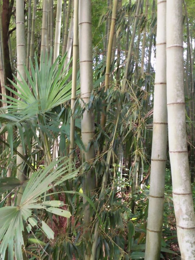 毛竹