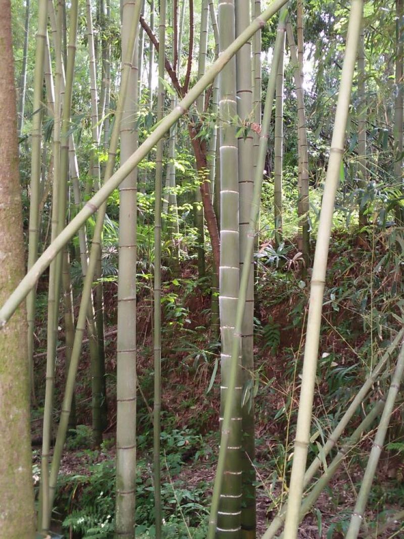 毛竹