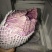 白菜净菜2~3斤