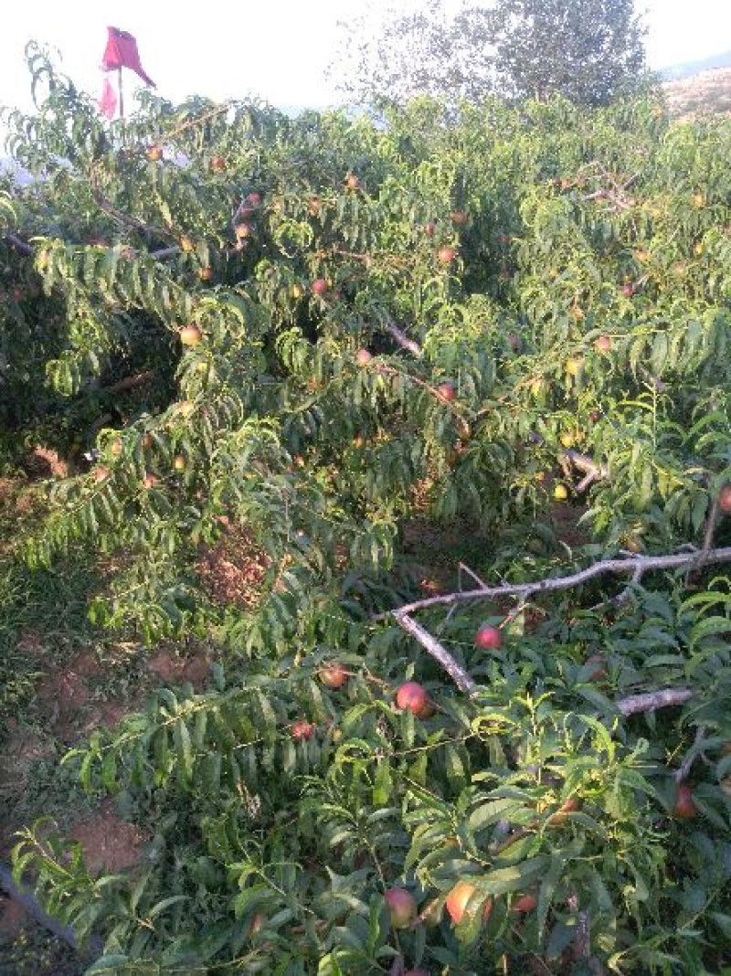 露天油桃