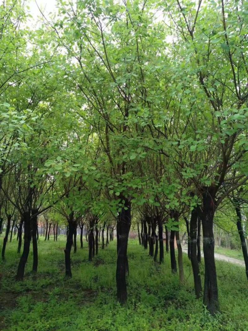 河南南阳供应黄栌6~8cm2.5~3m