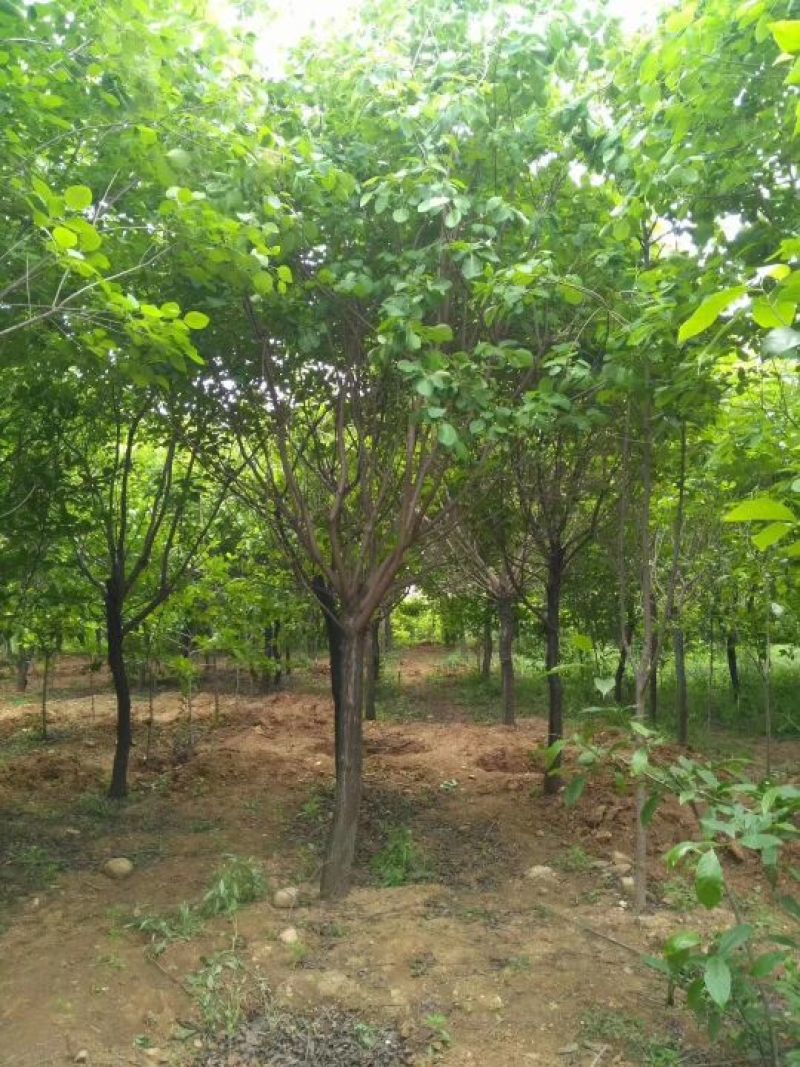 河南南阳供应黄栌6~8cm2.5~3m