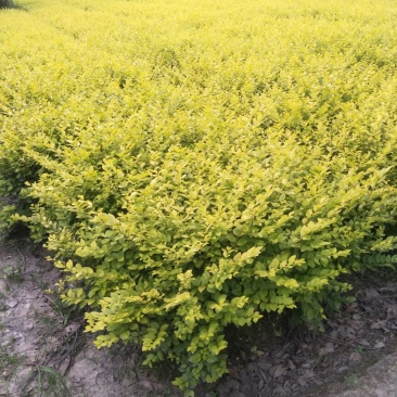 大量出售金叶女贞毛笼，50/60深，冠3