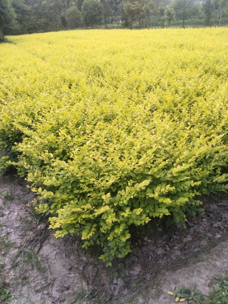 大量出售金叶女贞毛笼，50/60深，冠3