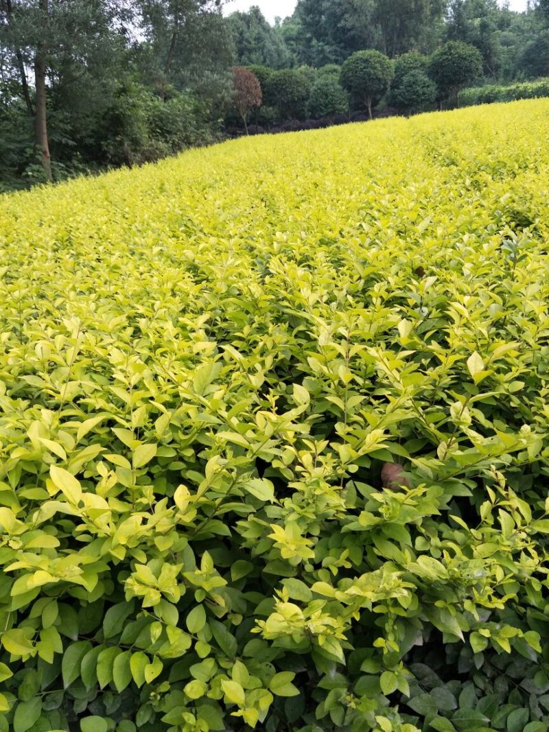 大量出售金叶女贞毛笼，50/60深，冠3