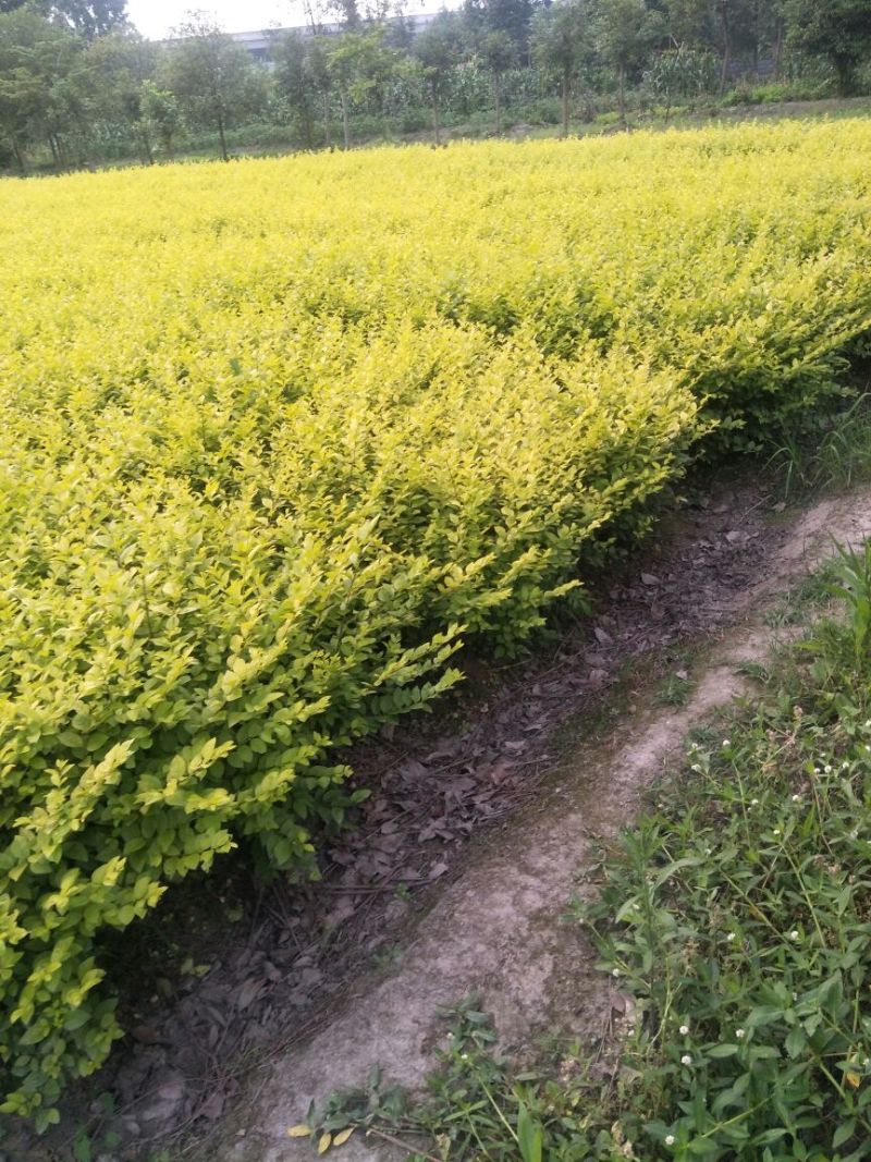 大量出售金叶女贞毛笼，50/60深，冠3