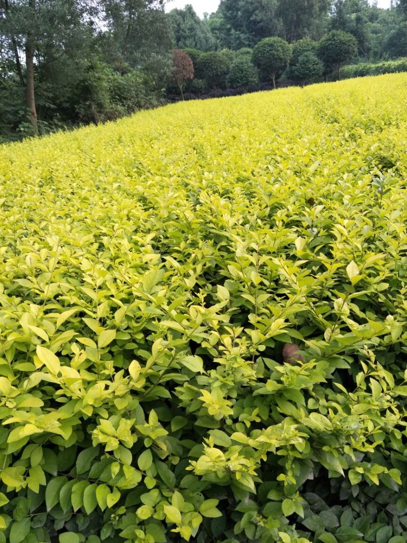 大量出售金叶女贞毛笼，50/60深，冠3