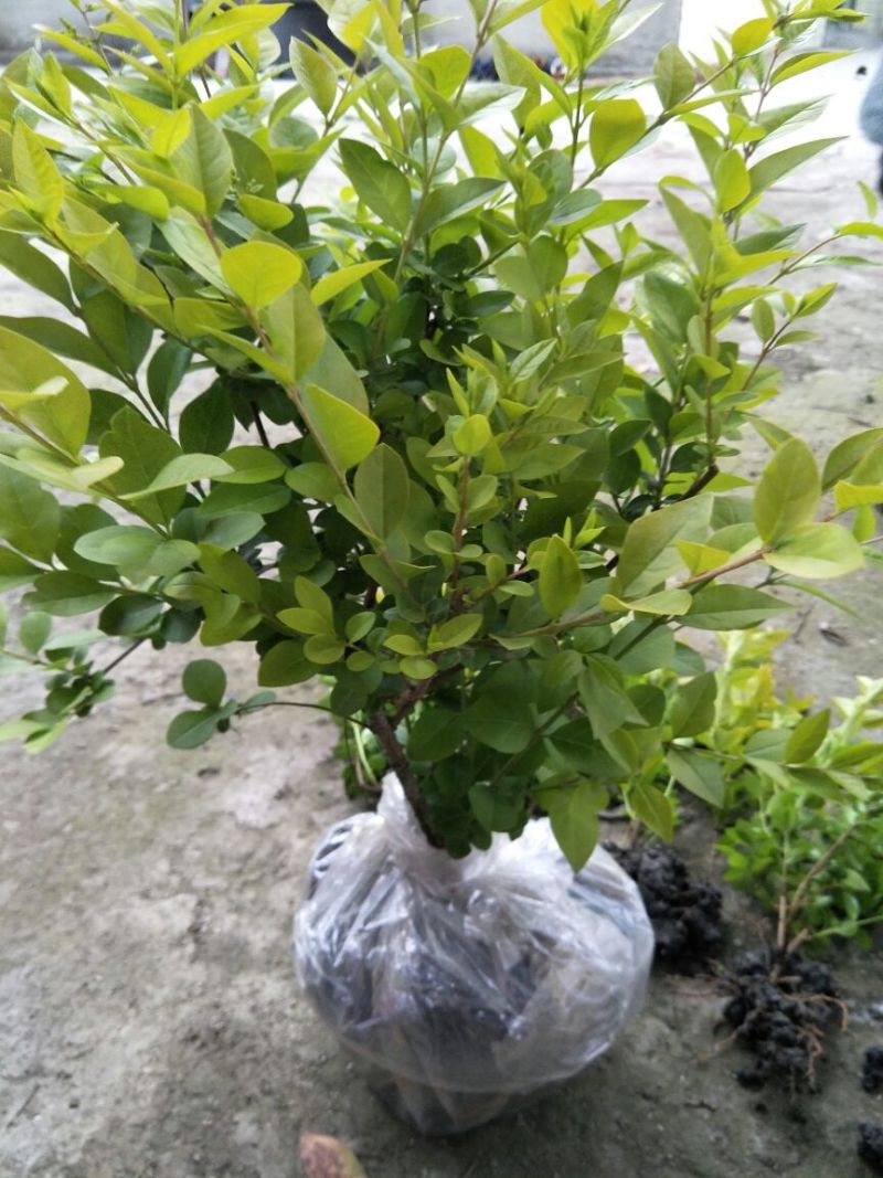 大量出售金叶女贞毛笼，50/60深，冠3