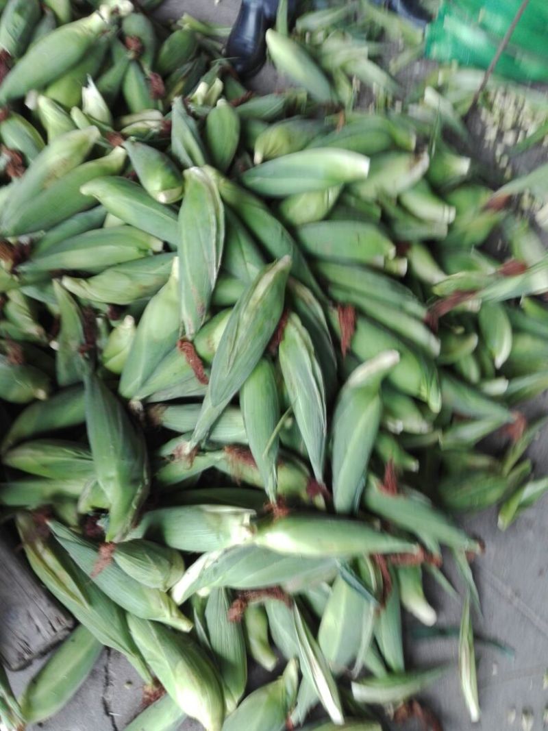 鲜玉米