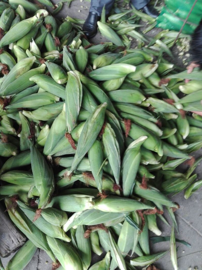 鲜玉米