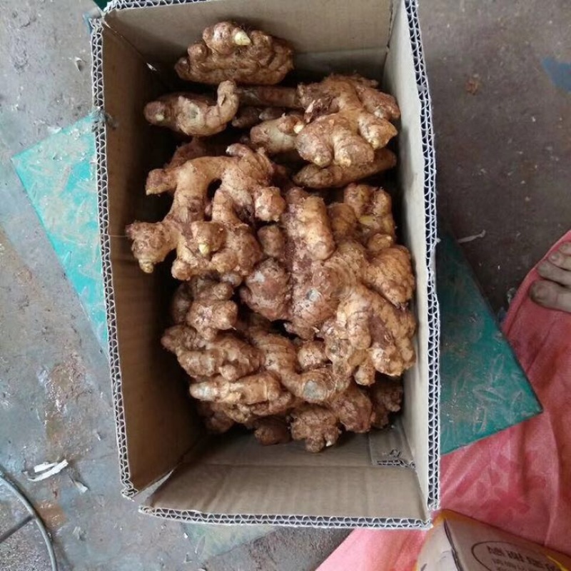 【优质】小黄姜生姜种视频看货价格稳定产地一手