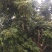 橄榄10g以上