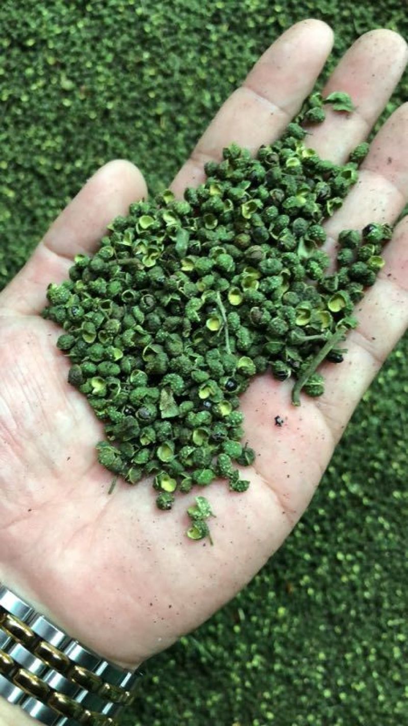 青花椒特级干