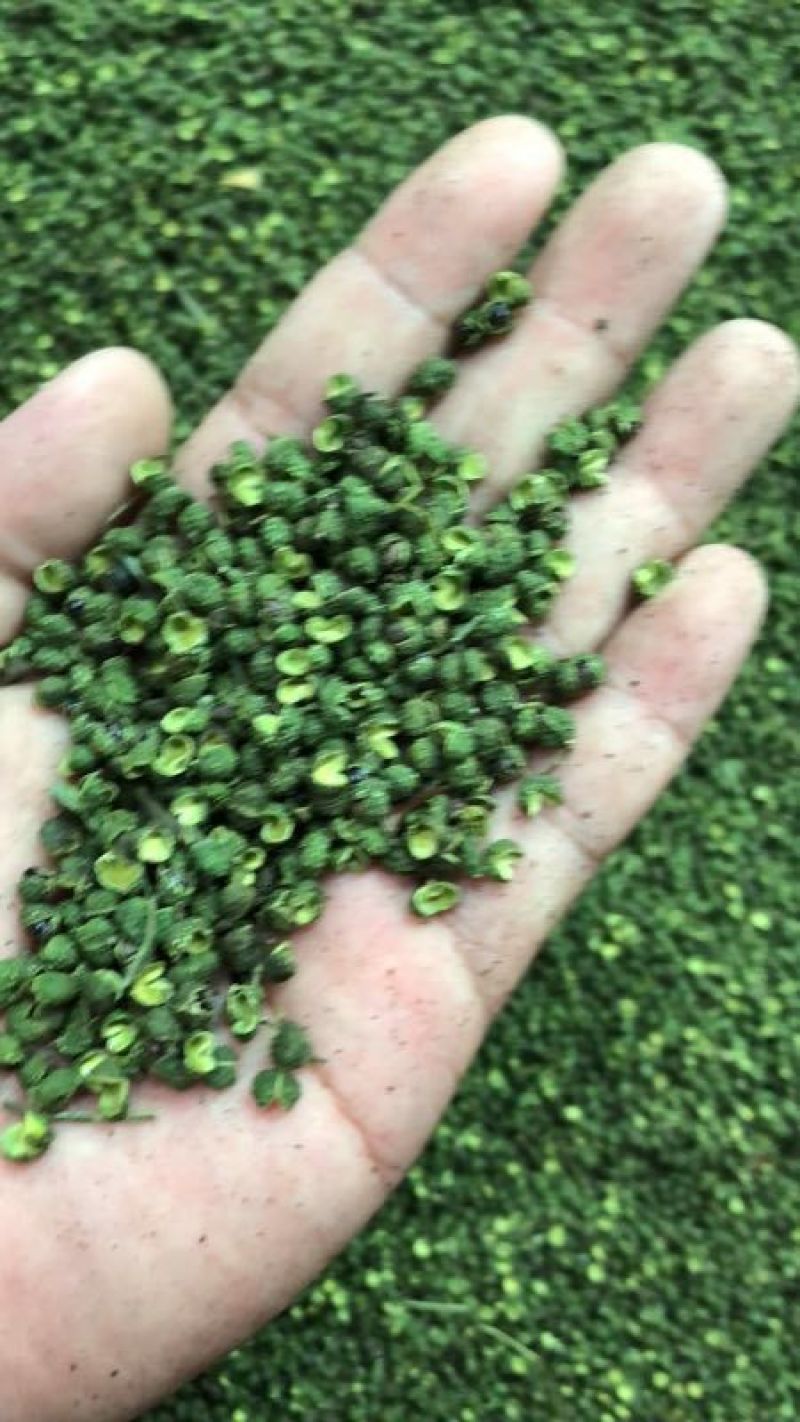 青花椒特级干
