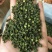 青花椒特级干