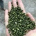 青花椒特级干