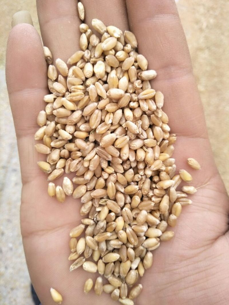 陕西当季新小麦，芽粒4%以内，水分13以