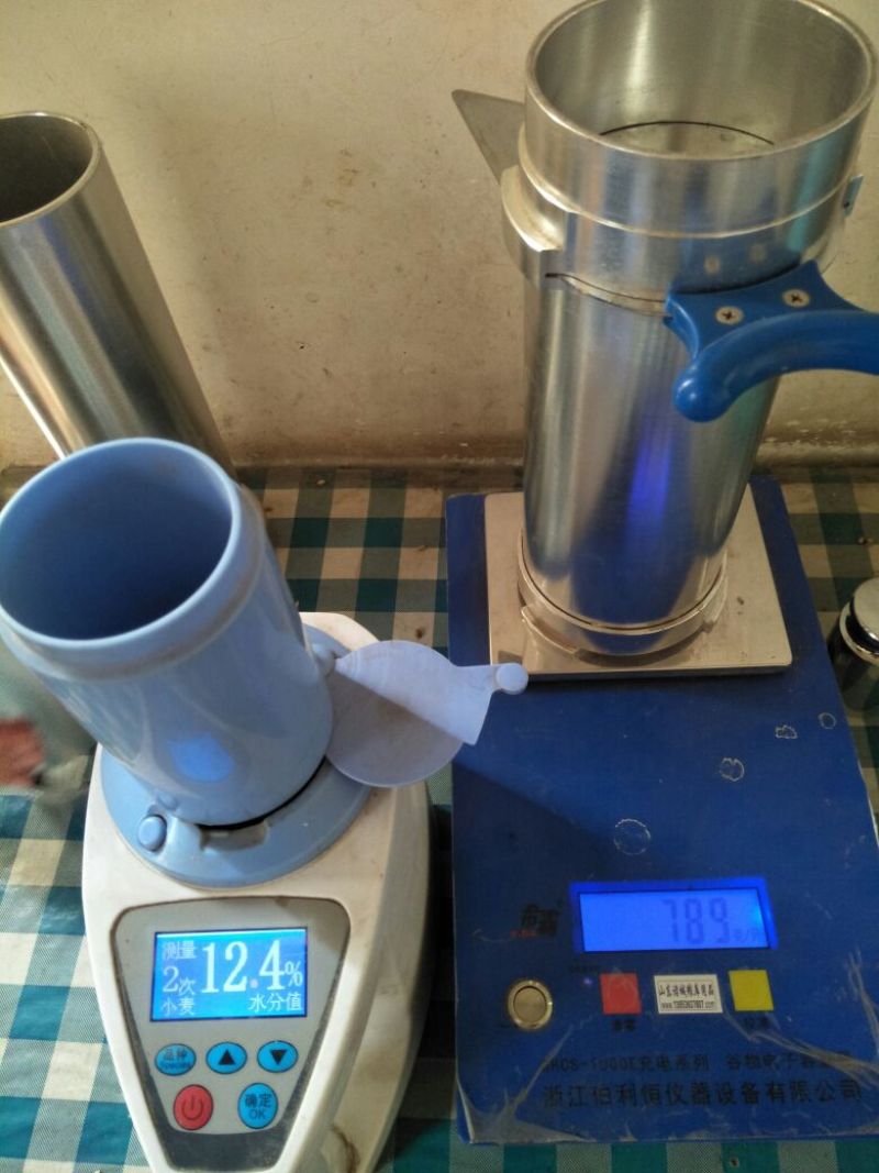 陕西当季新小麦，芽粒4%以内，水分13以