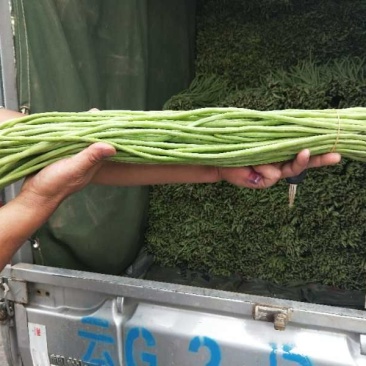 云南、长豆角70厘米以上、大量上市、泡豆角大量上市