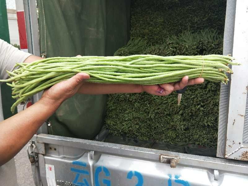 云南、长豆角70厘米以上、大量上市、泡豆角大量上市