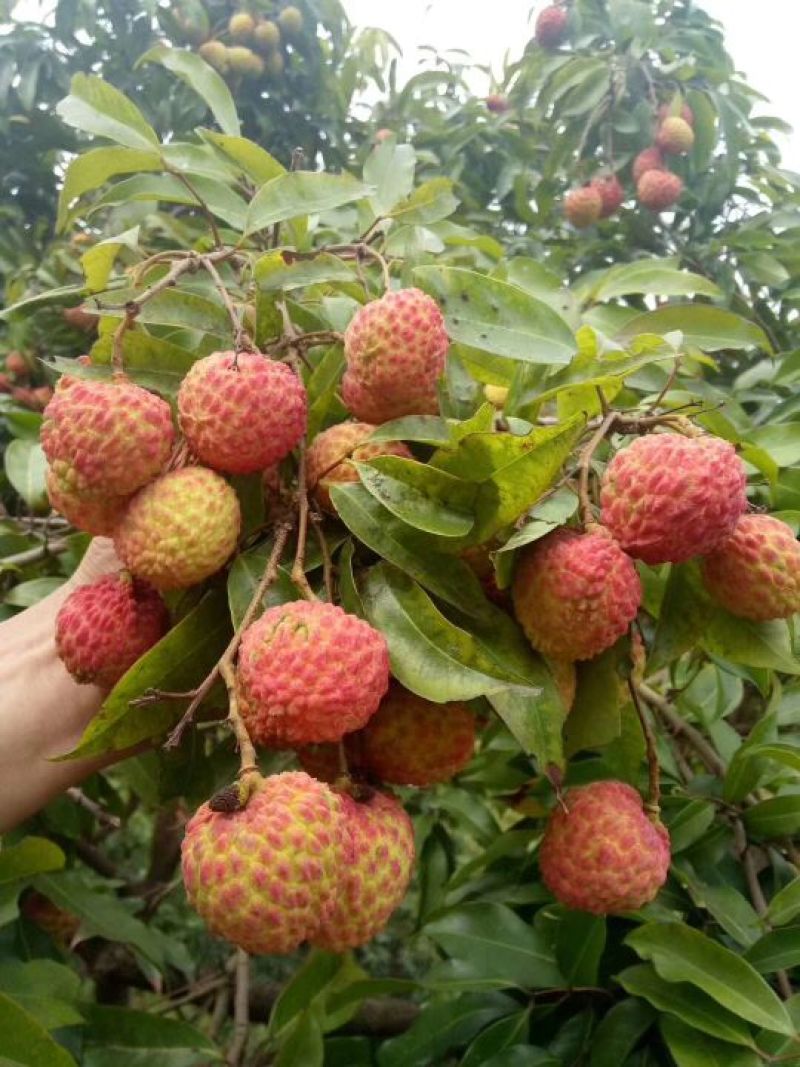 桂味荔枝少量上市了，需要的联系我