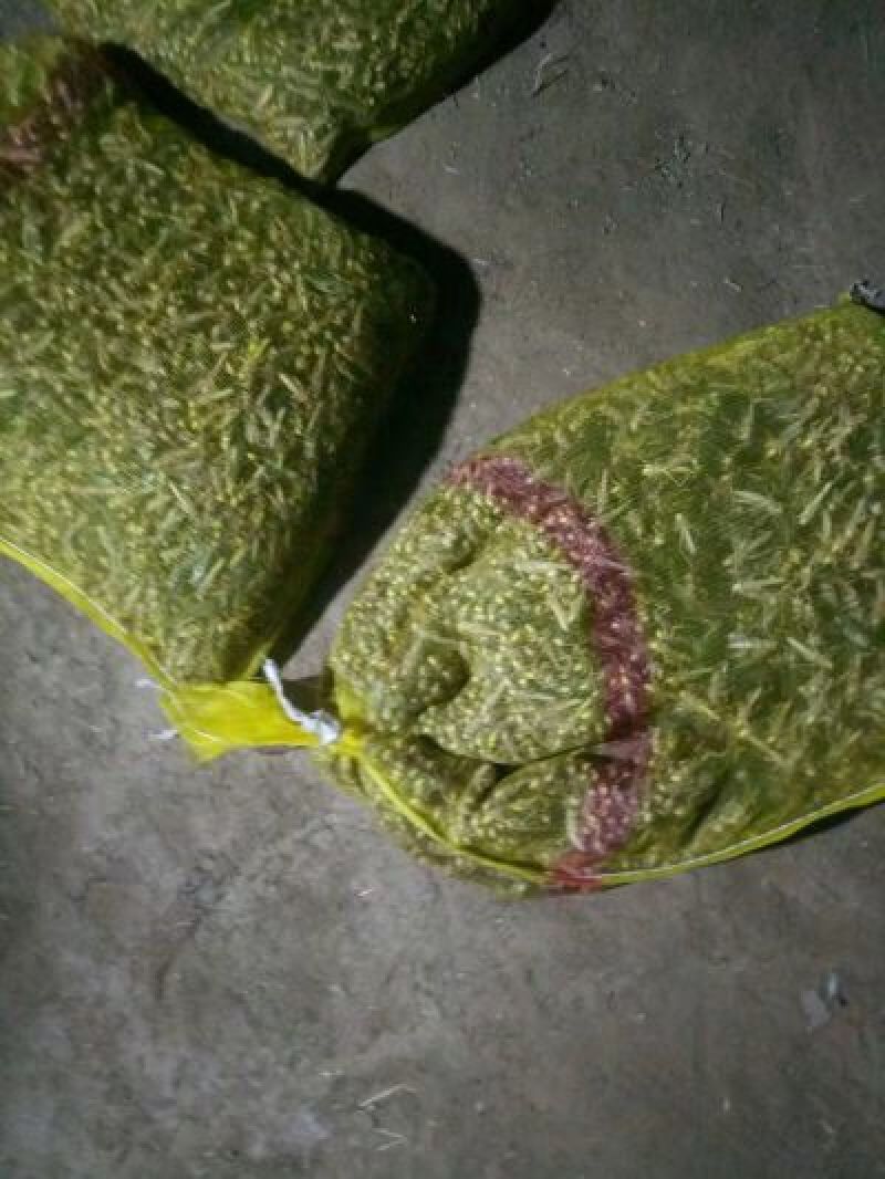 长期蚂蚱供货