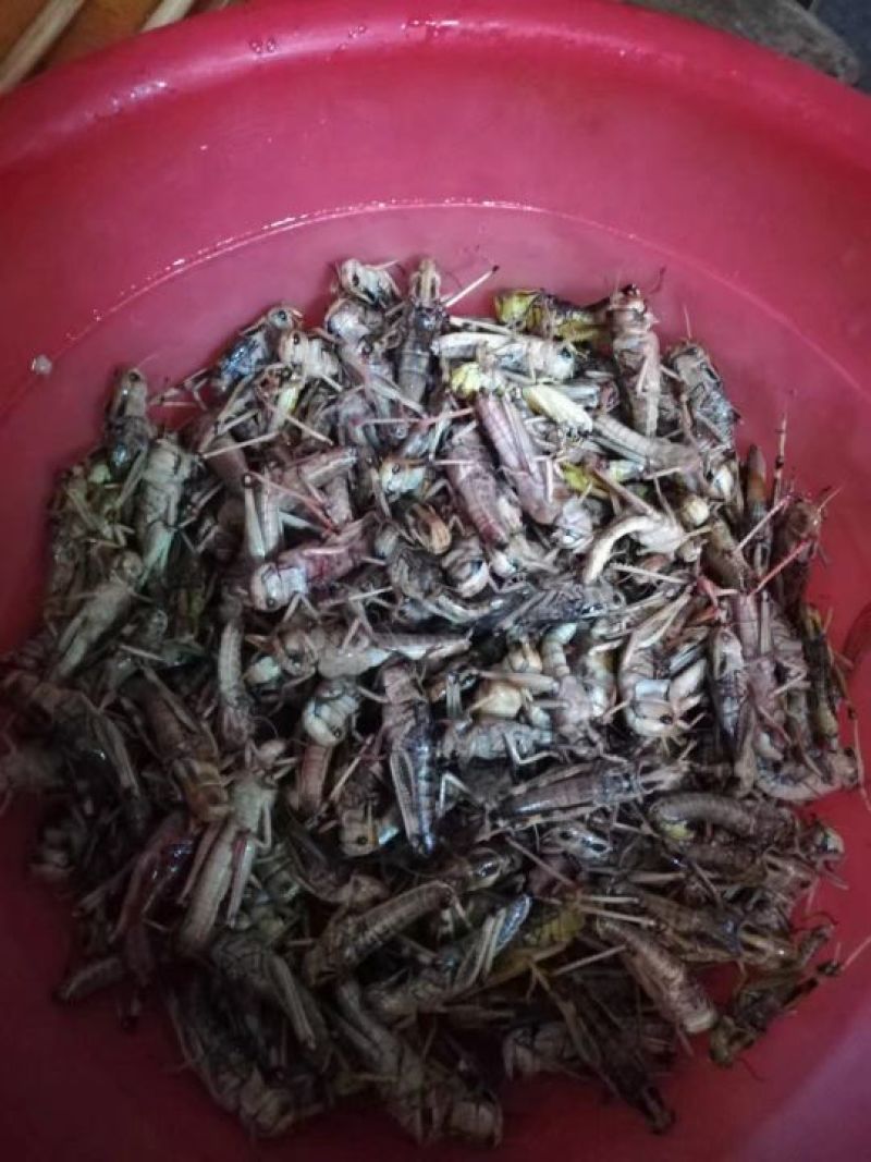 长期蚂蚱供货